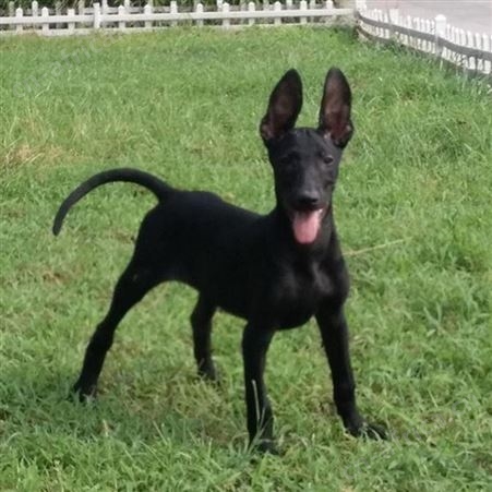 大骨架八个月黑狼犬 大型双血统护卫犬 采食性广 耐粗饲