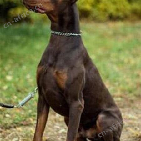 常年出售纯种杜宾犬 成年及幼崽 已做免疫驱虫 提供技术指导