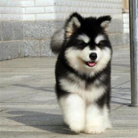 阿拉斯加雪橇犬 出售纯种阿拉斯加犬 体系完整适应性强