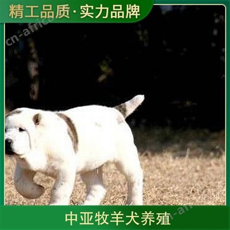 中亚牧羊犬养殖 规格幼崽 品种德国牧羊犬 成活率百分之87
