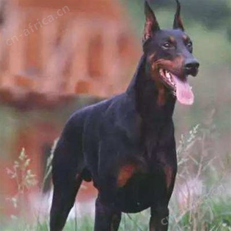 宠物杜宾犬 成年杜宾犬 大骨架 防疫齐全 温顺听话 明茂