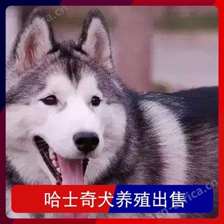哈士奇犬养殖出售 胸围 40cm 体长 98cm 毛色 灰色
