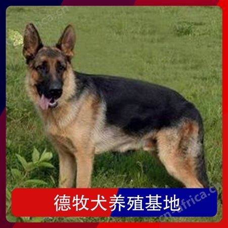 德牧犬养殖基地 品种德国牧羊犬 颜色黑色 性格忠诚护主