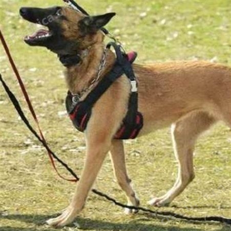 农家散养马犬幼犬 长期养殖 自然立耳 体格健壮 抗病能力强
