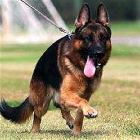 自然散养德国牧羊犬 双血统萌犬幼崽 抗病能力强 饲养简单