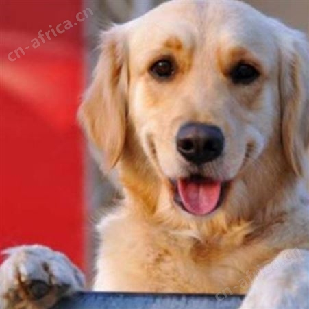 家养宠物金毛犬 行动敏捷 聪明伶俐 已做免疫驱虫
