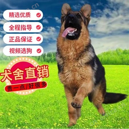 德国牧羊犬 护卫犬 体型健壮 机警过人 适应能力强 生长快