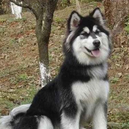 自然散养双血统大型阿拉斯加犬 提供技术指导 明茂
