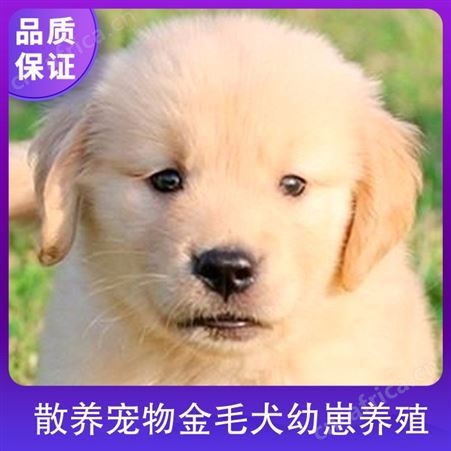 散养宠物金毛犬幼崽养殖 公母均有 品种金毛犬 体长55cm