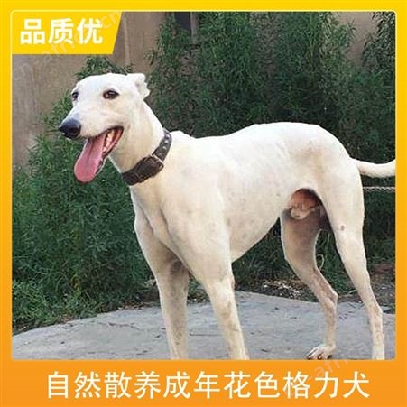 自然散养成年花色格力犬 公母均有 体长112cm 胸围52cm
