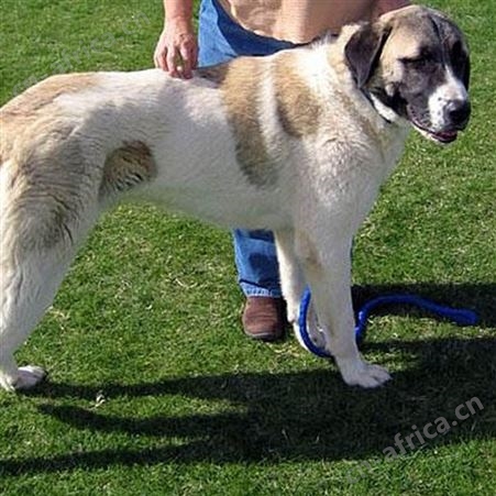 大体型成年宠物中亚牧羊犬 看家护院犬 体格健壮 饲养简单