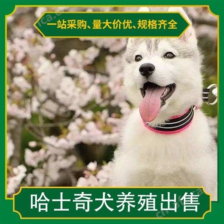 哈士奇犬养殖出售 胸围 40cm 体长 98cm 毛色 灰色