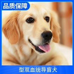 型双血统导盲犬 体量8kg 性别公、母 颜色金黄色