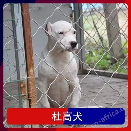 卡斯罗和杜高犬谁厉害 公母均有 体长80cm 毛色白色
