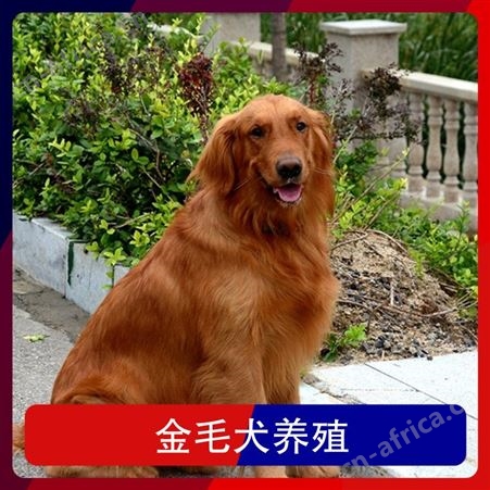 金毛犬养殖基地 体高89cm 肩高40cm 服务提供技术指导