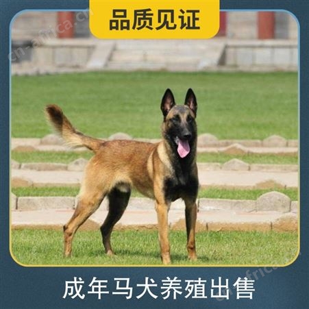 成年马犬养殖出售 品种马犬 体型中型 体重35 发货方式宠物托运