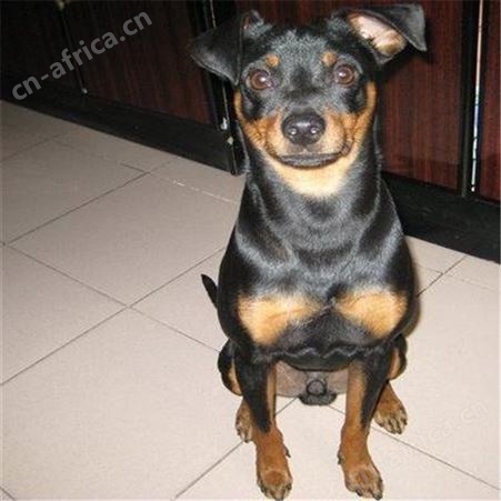 自然散养杜宾犬幼犬 被毛平滑有光泽 品种优良 抗病能力强 明茂