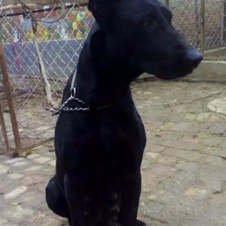 出售黑狼幼犬 成年改良黑狼犬 活泼好动 采食性广 耐粗饲