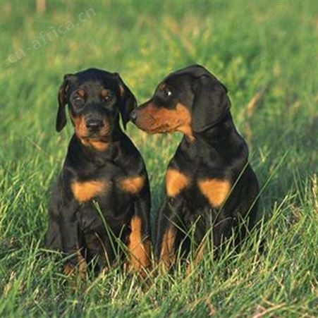 自己繁育双血统杜宾犬 自家繁殖杜宾幼犬 免疫驱虫已做 明茂