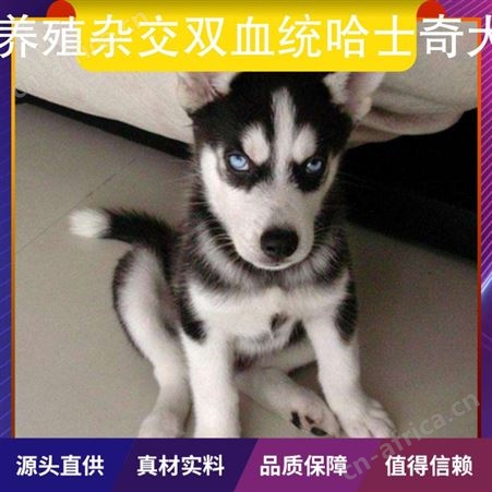养殖杂交双血统哈士奇犬 别名二哈 犬种西伯利亚雪橇犬