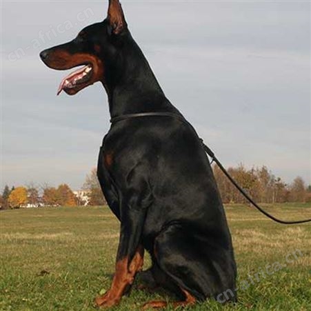 自己繁育双血统杜宾犬 自家繁殖杜宾幼犬 免疫驱虫已做 明茂