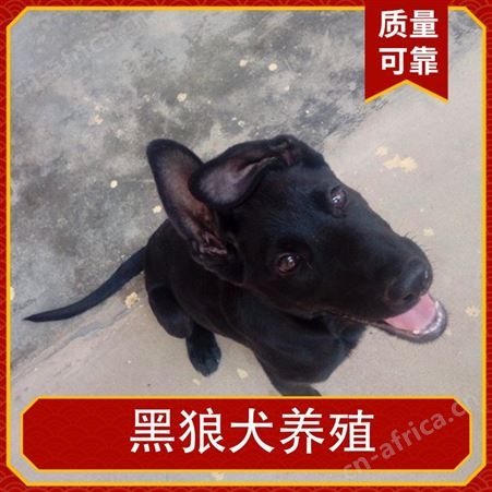 黑狼犬养殖基地出售纯种黑狼犬 规格大型 毛色黑色