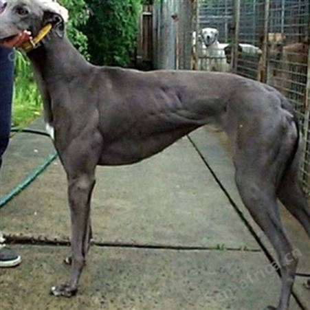 散养青年格力犬 机警敏锐 抗病能力强 明茂养殖