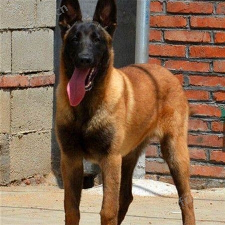 散养大型双血统成年马犬 爆发力强 四肢有力 行动敏捷
