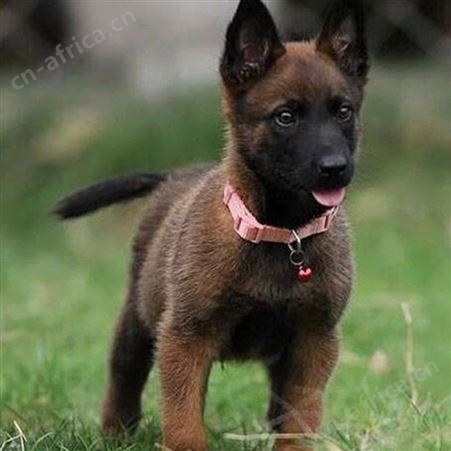 马犬幼崽 活体供应 成年改良犬 适应范围广 自然立耳