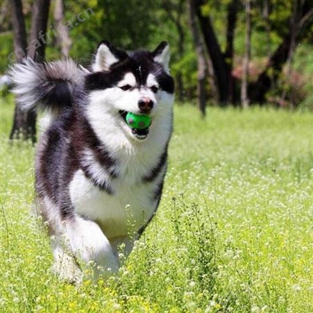 自然散养双血统大型阿拉斯加犬 提供技术指导 明茂