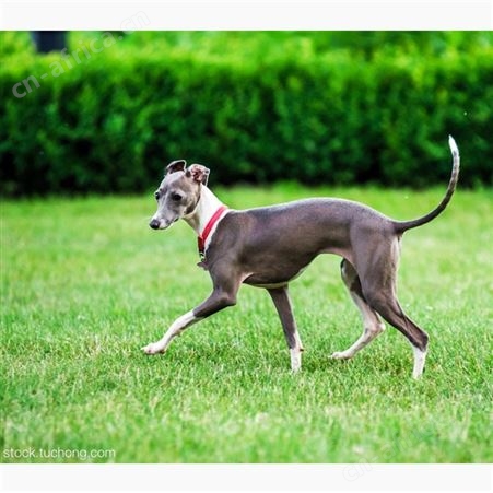 成年格力犬育肥养殖 体型健壮 好养易活 双血统