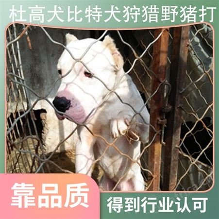 杜高犬比特犬野猪打 公母公母均有 品种犬