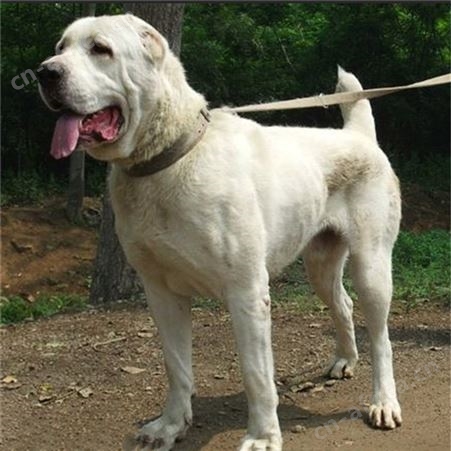 供应大骨架青年中亚牧羊犬 身体延展性好 提供技术指导