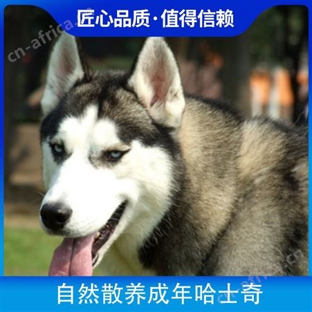 自然散养成年哈士奇 胸围45cm 品种哈士奇犬 毛色灰色
