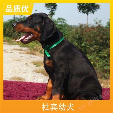 杜宾幼犬多钱 颜色咖啡色 黑 发货方式空运 陆运