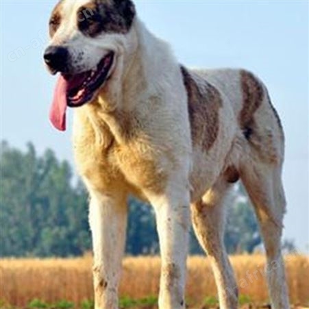 科学养殖中亚牧羊犬 宠物犬 体型匀称 提供技术指导 明茂