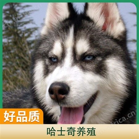 哈士奇养殖注意事项 公母均有 品种哈士奇 胸围55