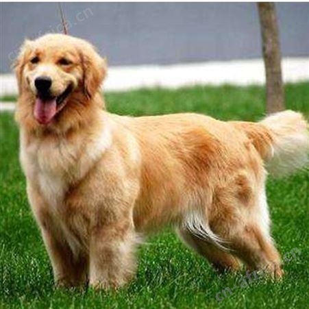 散养成年宠物金毛犬 巡回导盲犬 体格好 聪明温顺