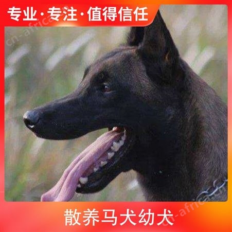 散养马犬幼犬 品种马犬 性别公母 免疫驱虫已做完