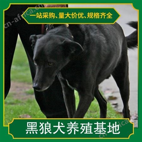 附近的黑狼犬养殖基地 免疫驱虫已做完 年龄幼年