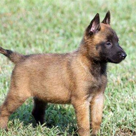 马犬养殖技术 成年改良犬 出售适应性强 服从度高