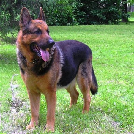 德牧犬养殖 双血统黑背德国牧羊犬 采食性广 耐粗饲