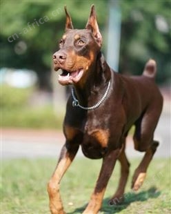纯种杜宾犬 杜宾幼犬养殖销售 看家护院 成年犬 均有 明茂