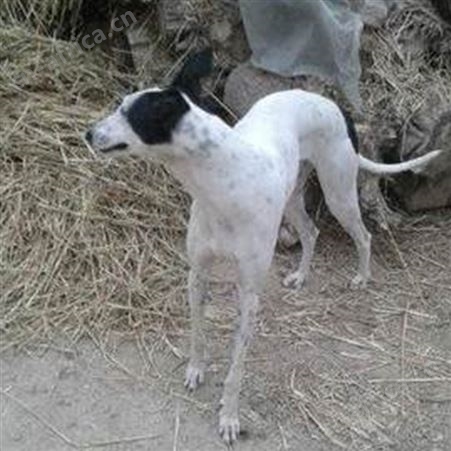 猎兔格力犬养殖基地 纯种幼犬 双血统 已做免疫驱虫 明茂