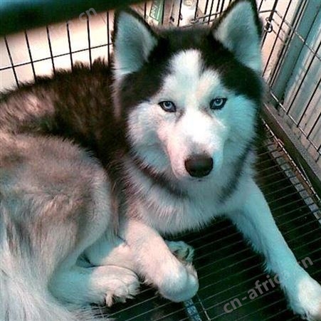 农家养殖杂交双血统哈士奇犬 宠物工作犬 生长速度快 体格健壮