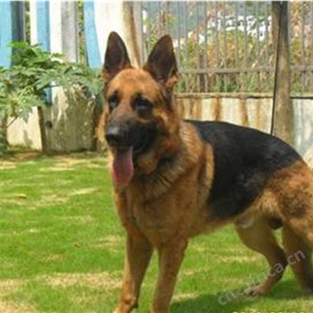 活体德牧犬 赛级德国牧羊犬养殖基地 免疫驱虫已做