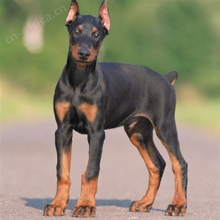自然散养杜宾犬幼犬 被毛平滑有光泽 品种优良 抗病能力强 明茂