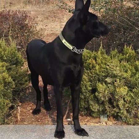 自然散养成年黑狼犬 巨型宠物犬 科学饲养 提供技术指导