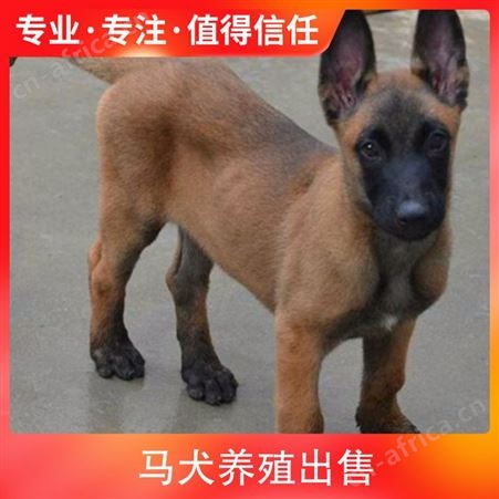马犬养殖出售 品种马犬 毛长短毛 血统信息有血统证书