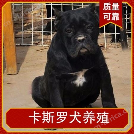 卡斯罗犬养殖 公母均有 品种卡斯罗 体长70-73cm
